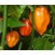 semi di peperoncino habanero orange super piccante