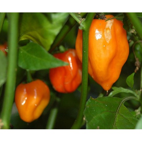 semi di peperoncino habanero orange super piccante