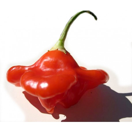 Semi di Peperoncino Bishop Crown (medio piccante)