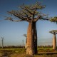 Semi di Baobab (Adansonia digitata)