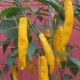 Semi di Peperoncino Paprika Giallo (poco piccante)
