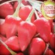 Semi di Peperoncino Demone Rosso (Piccantissimo!)