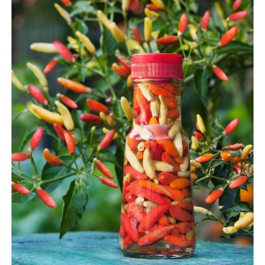 Semi di Peperoncino Tabasco (Piccante)