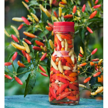 Semi di Peperoncino Tabasco (Piccante)