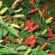 Semi di Peperoncino Tabasco (Piccante)