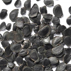 Semi di Yucca filamentosa (Yucca filamentosa L.)