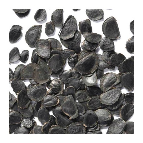 Semi di Yucca filamentosa (Yucca filamentosa L.)