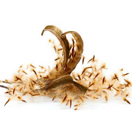 Oleandro (Nerium oleander)