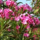 Oleandro (Nerium oleander)