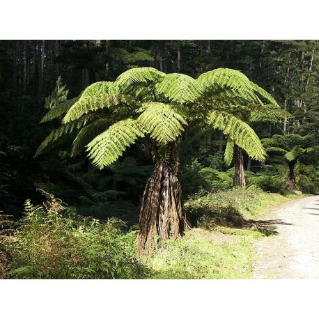 Felce d’Argento (Cyathea dealbata)