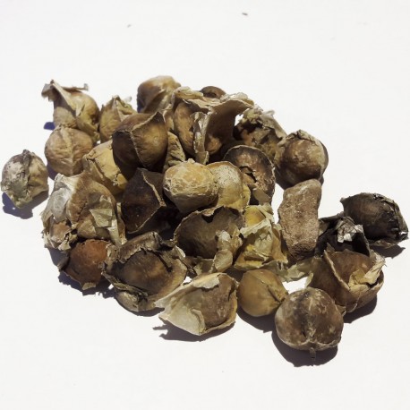 Albero del Rafano (Moringa oleifera)