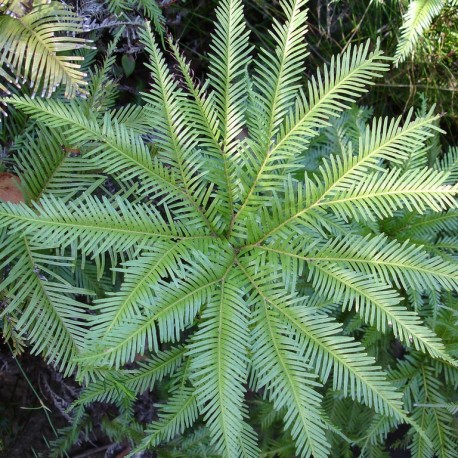 Felce Lisca di pesce (Blechnum nudum)