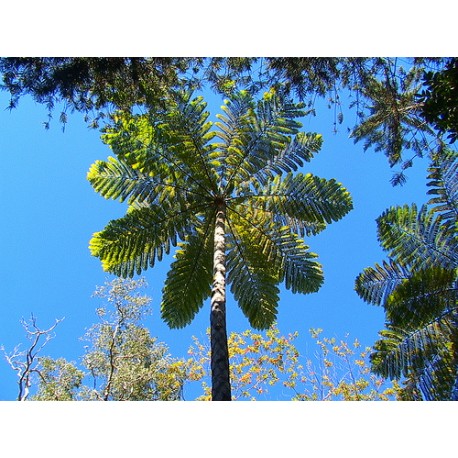 Felce di Taiwan (Cyathea fenicis)