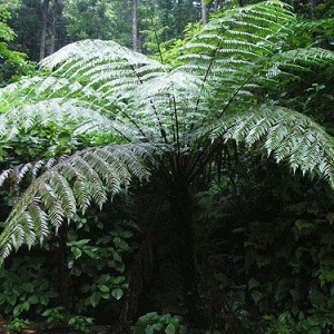 Felce Spinosa (Cyathea spinulosa)