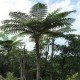 Spore di Felce Nera (Cyathea medullaris)
