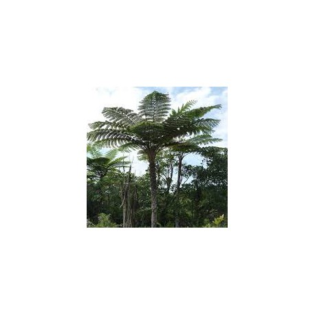 Spore di Felce Nera (Cyathea medullaris)