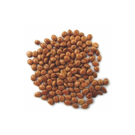 Semi di Albero Dorato della Pioggia (Cassia fistula)