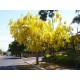 Semi di Albero Dorato della Pioggia (Cassia fistula)