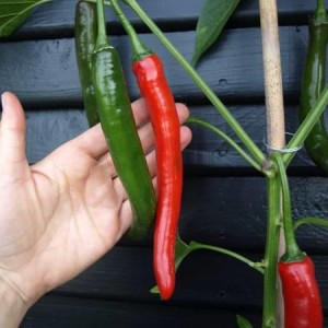 Semi di Peperone Red Devil F1