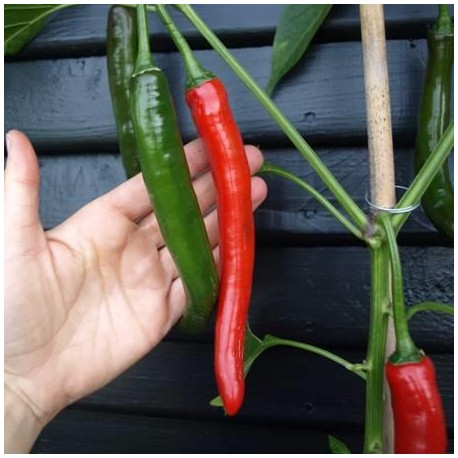 Semi di Peperone Red Devil F1