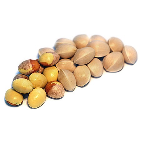 Semi di Ginkgo Biloba