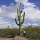 Saguaro Gigante