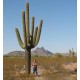 Saguaro Gigante