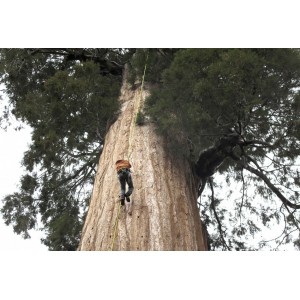 Semi di Sequoia Gigante 