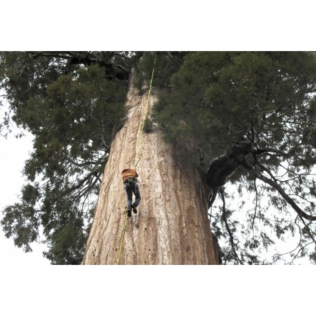 Semi di Sequoia Gigante 