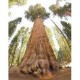 Semi di Sequoia Gigante 