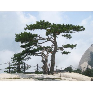 Semi di Pino Cinese Rosso (Pinus tabuliformis)