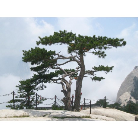 Semi di Pino Cinese Rosso (Pinus tabuliformis)