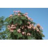 Semi di Acacia di Costantinopoli (albizia julibrissin)