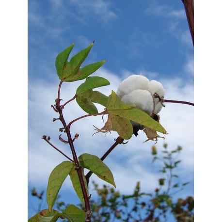 Semi di Cotone (Gossypium barbadense)