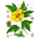 Semi di Cotone (Gossypium barbadense)