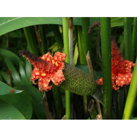 Semi di Palma del Panama (Carludovica palmata)