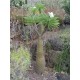 Semi di Palma del Madagascar (Pachypodium lamerei)