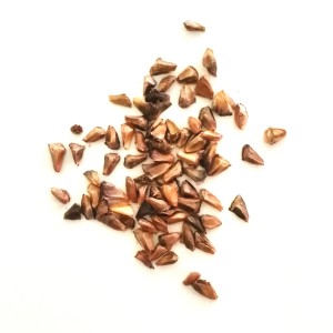 Semi di Abete Balsamico (Abies balsamea)