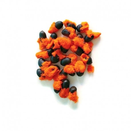 Semi di Uccello del Paradiso (Strelizia nicolai)